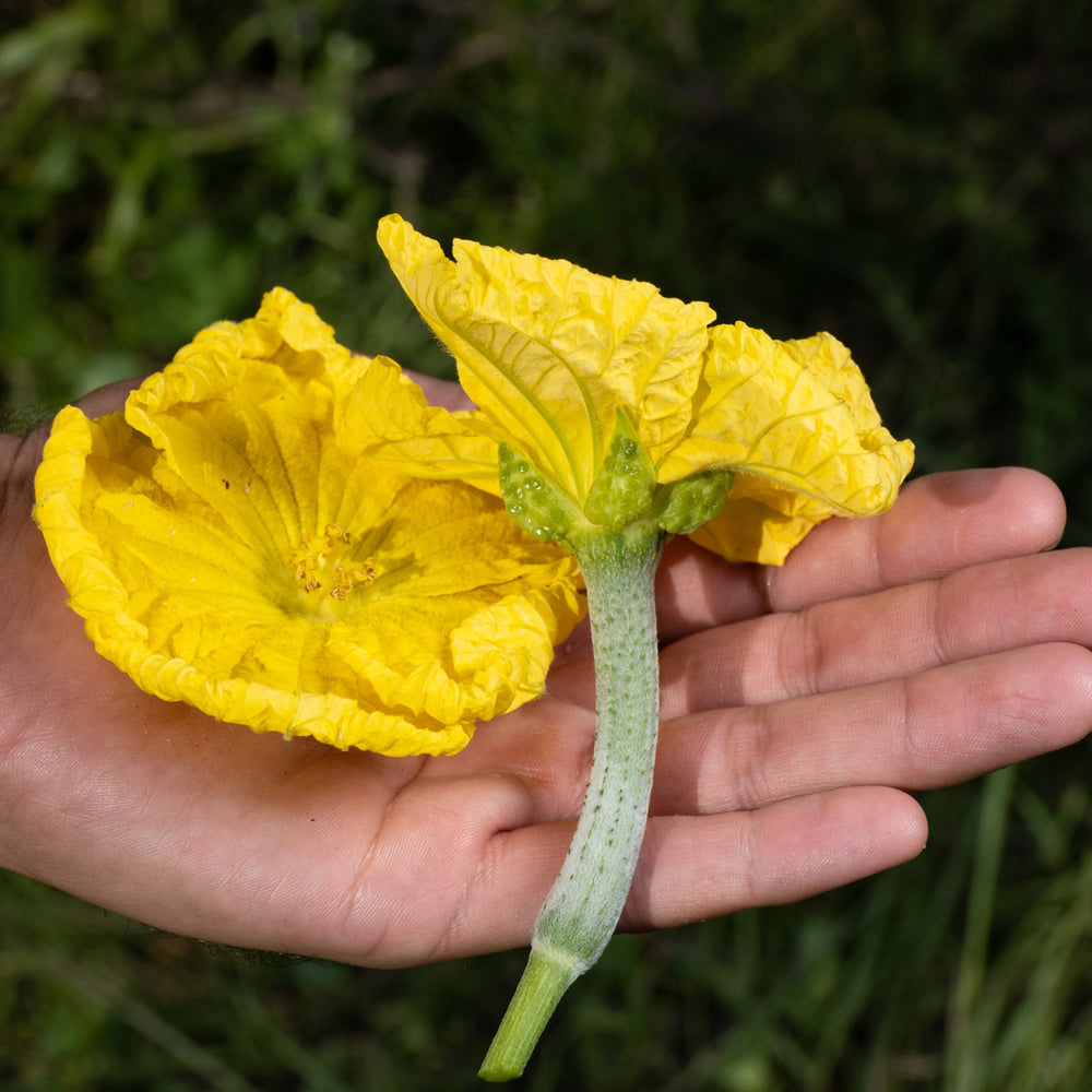 How We Grow Luffa at Common Joy